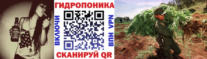 Конопля гибрид  Нюрба 